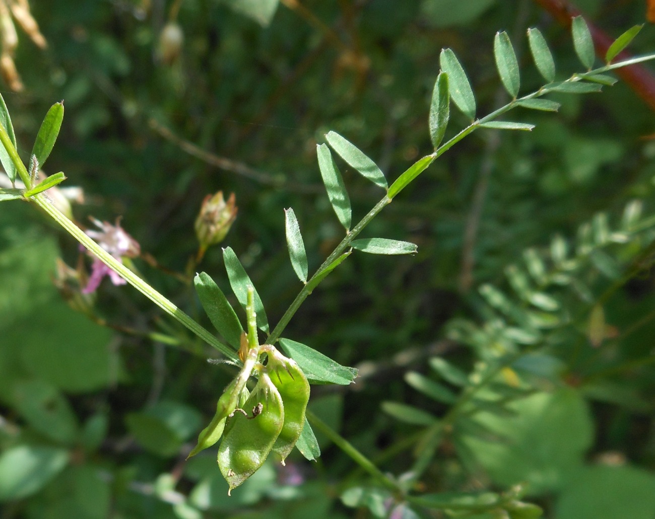 Vicia loiseleurii / Veccia di Loiseleur